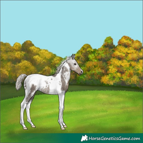Horse Color:White Spotted Silver Smoky Grullo Tobiano Rabicano