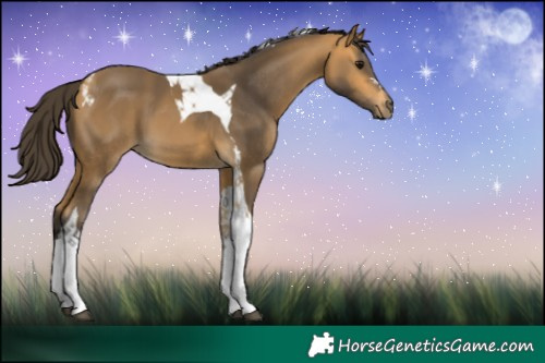 Horse Color:Buckskin Tobiano 
