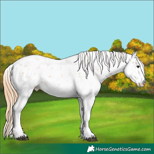 Horse Color:Chestnut Sabino 