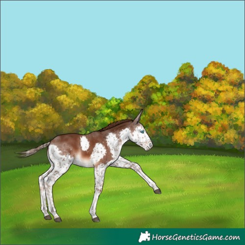 Horse Color:Liver Chestnut Splash 