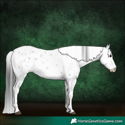 Horse Color:Black Sabino 