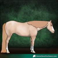 Horse Color:Gold Champagne Pearl Rabicano  and Gold Champagne Pearl Rabicano 