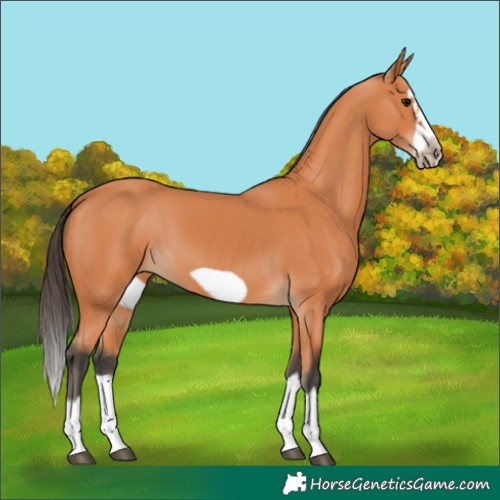 Horse Color:Bay Splash Frame 