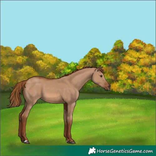 Horse Color:Red Dun 