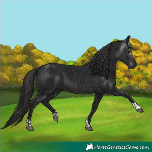 Horse Color:Smoky Black  and Gray Smoky Black 