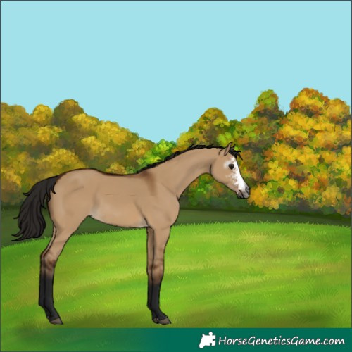 Horse Color:Gray Bay Dun Sabino