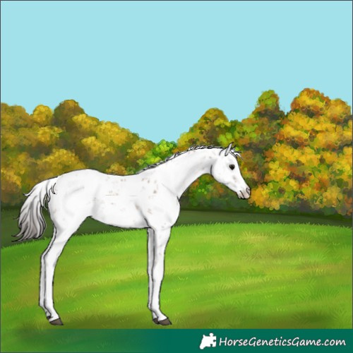 Horse Color:Bay Sabino