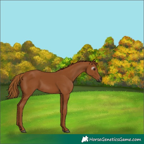 Horse Color:Gray Chestnut