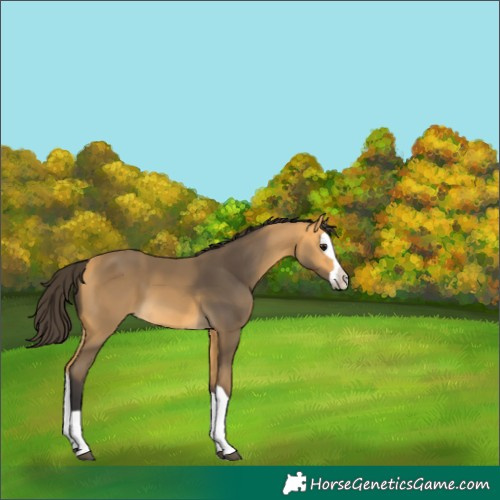 Horse Color:Buckskin Splash