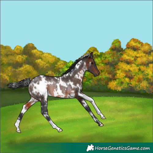 Horse Color:White Spotted Brown Rabicano