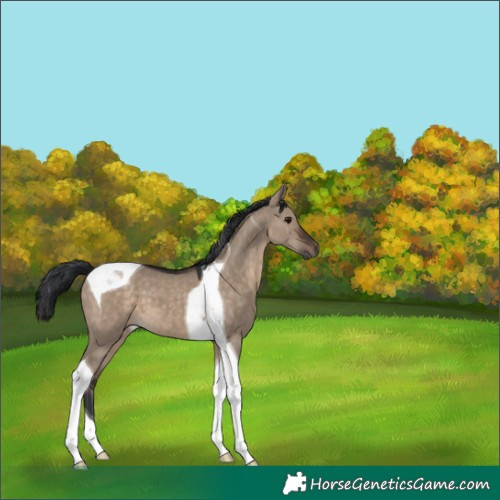 Horse Color:Brown Dun Tobiano 