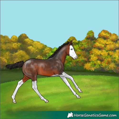 Horse Color:Bay Splash 