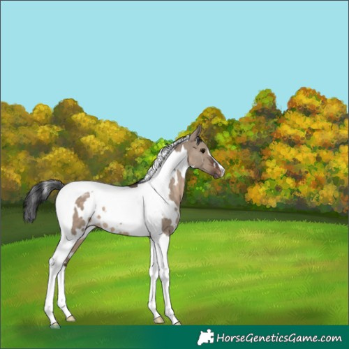 Horse Color:White Spotted Brown Dun Tobiano Blanket 