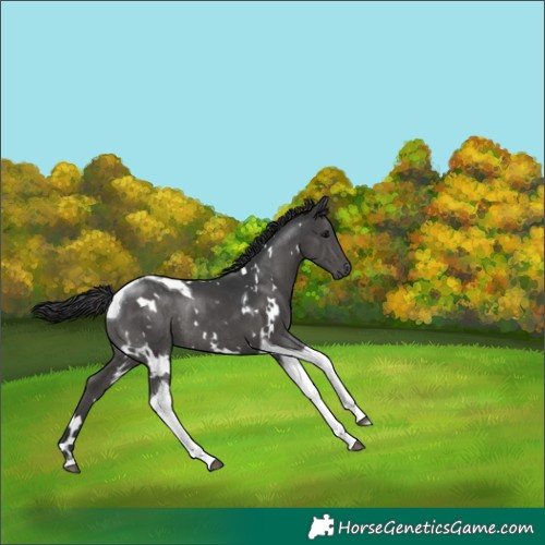 Horse Color:White Spotted Black Tobiano Rabicano
