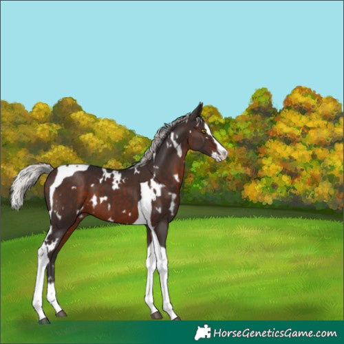 Horse Color:White Spotted Silver Brown Splash Tobiano