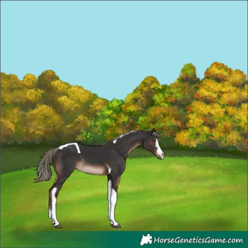 Horse Color:Liver Chestnut Mushroom Sabino Tobiano Rabicano