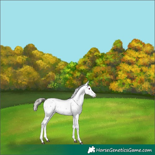 Horse Color:Liver Chestnut Sabino Rabicano