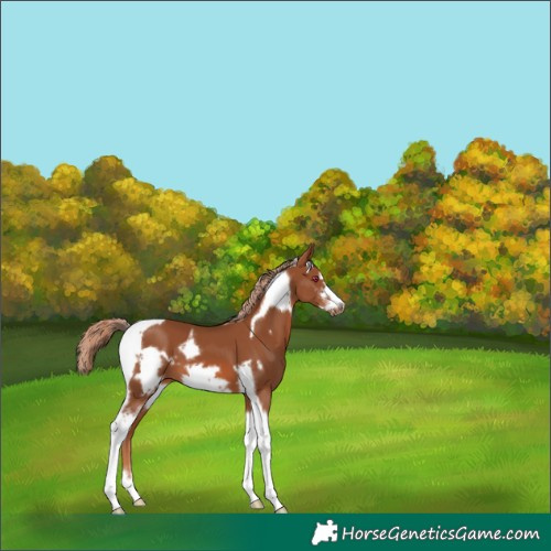 Horse Color:Chestnut Sabino Tobiano Frame
