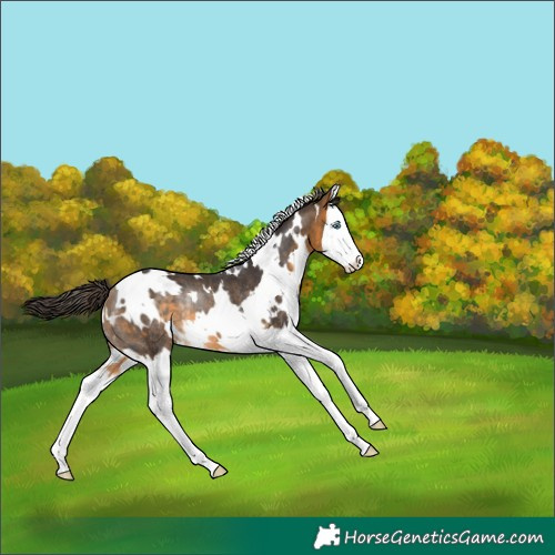 Horse Color:White Spotted Buckskin Splash Rabicano 