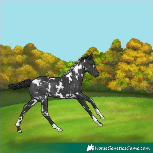 Horse Color:White Spotted Black 