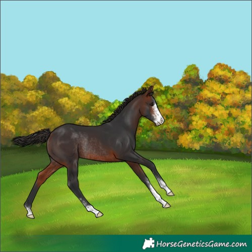 Horse Color:Bay Sabino Rabicano