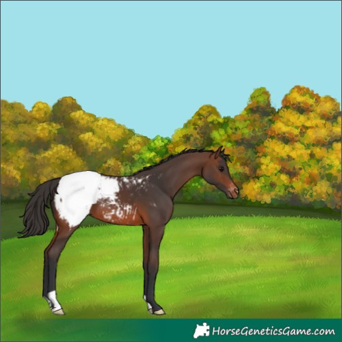 Horse Color:Brown Snowcap