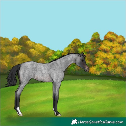 Horse Color:Brown Roan Varnish 