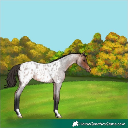 Horse Color:Bay Roan Blanket