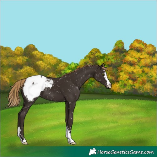 Horse Color:Liver Chestnut Snowcap 