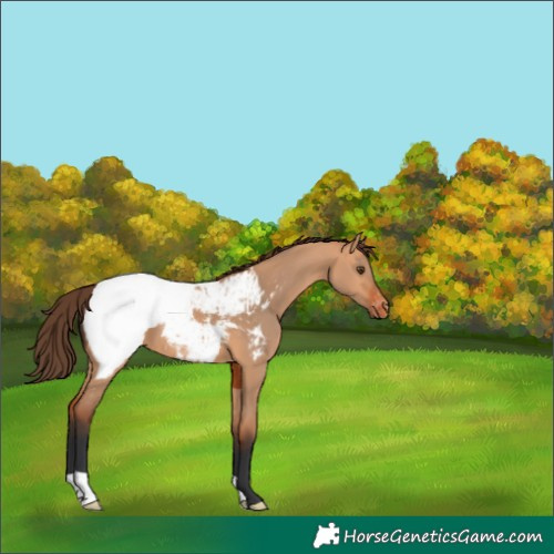 Horse Color:Bay Dun Snowcap