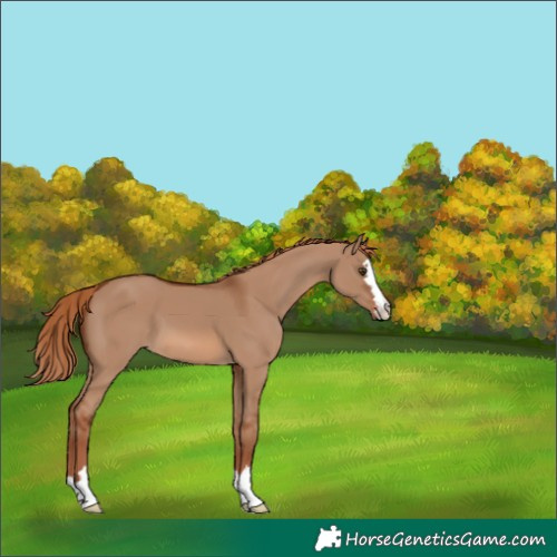 Horse Color:Red Dun Varnish