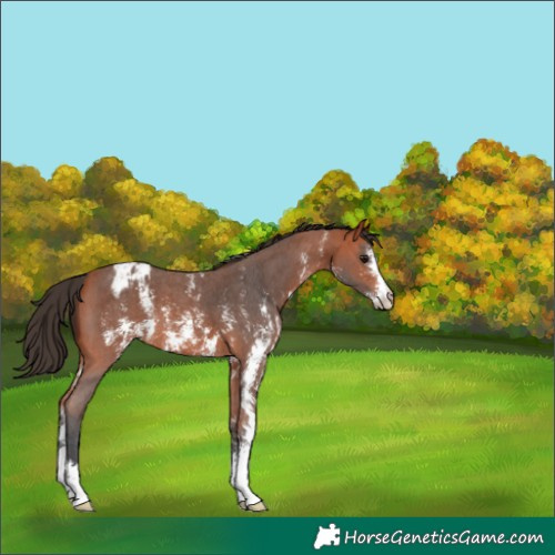 Horse Color:Bay Sabino Blanket