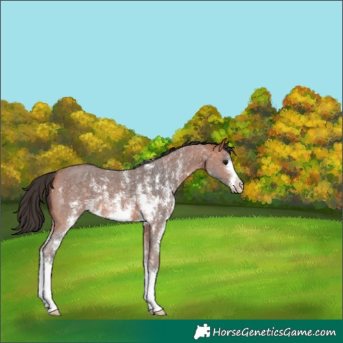 Horse Color:Bay Sabino Varnish 