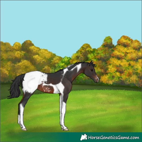 Horse Color:Brown Tobiano Snowcap