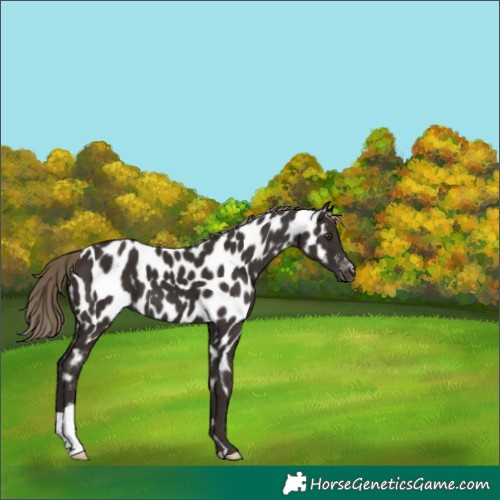 Horse Color:Liver Chestnut Near Leopard 