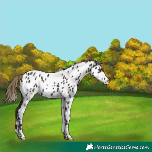 Horse Color:White Spotted Liver Chestnut Near Leopard 