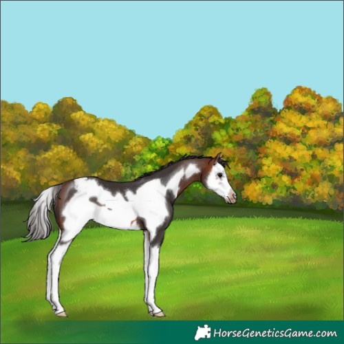 Horse Color:Bay Splash Frame Varnish 