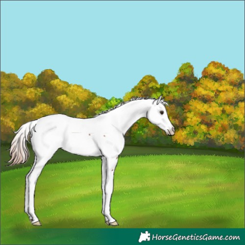 Horse Color:Chestnut Fewspot 