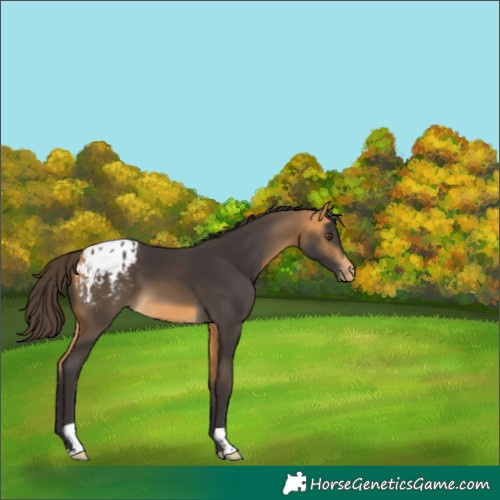 Horse Color:Buckskin Blanket 