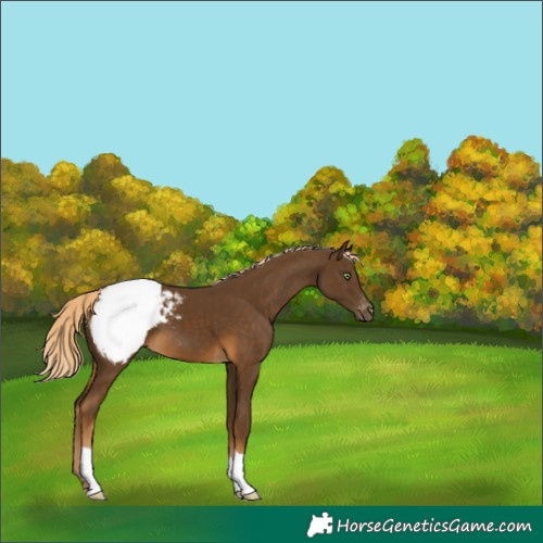 Horse Color:Chocolate Palomino Snowcap 