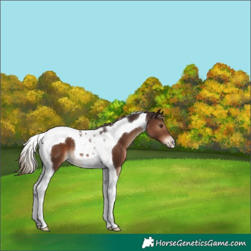 Horse Color:Liver Chestnut Tobiano