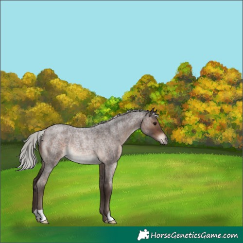 Horse Color:Silver Brown Roan Rabicano