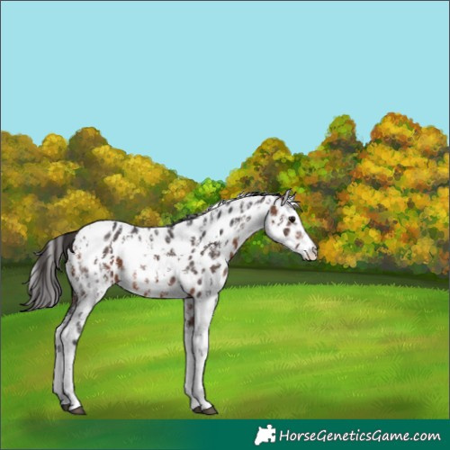 Horse Color:Bay Sabino Near Leopard