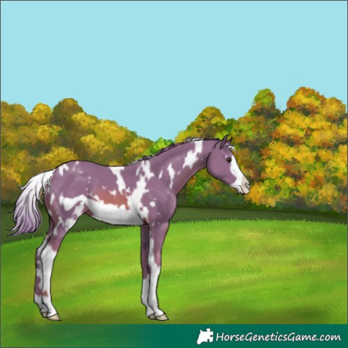 Horse Color:Watercolor White Spotted Chestnut Frame 