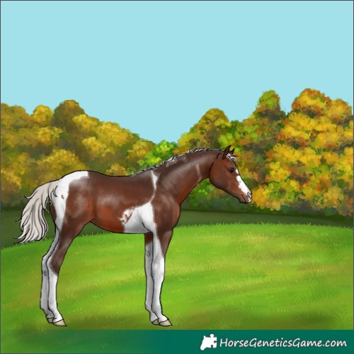 Horse Color:Silver Brown Tobiano
