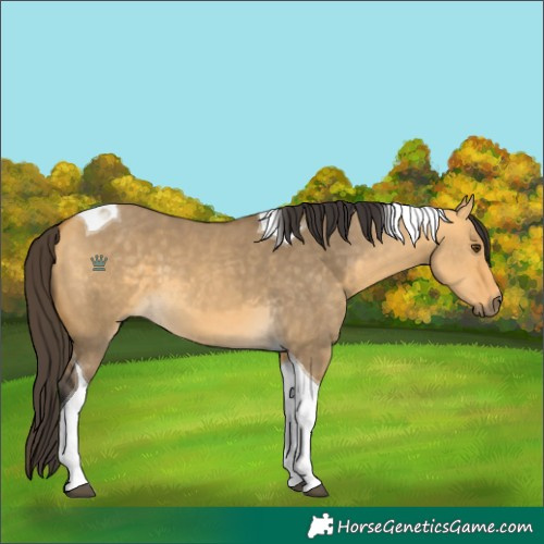 Horse Color:Buckskin Dun Tobiano 