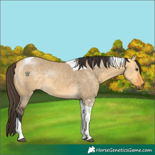Horse Color:Buckskin Dun Tobiano 