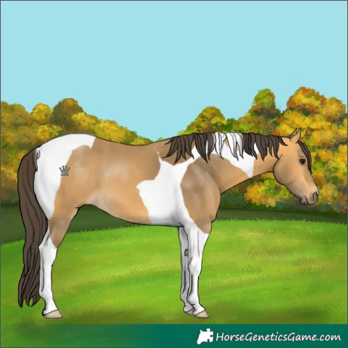 Horse Color:Buckskin Tobiano 