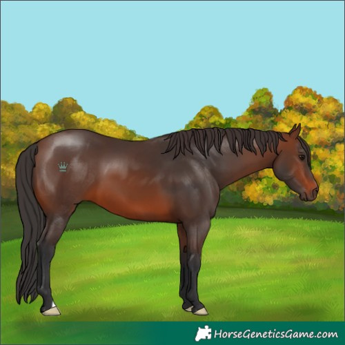 Horse Color:Brown