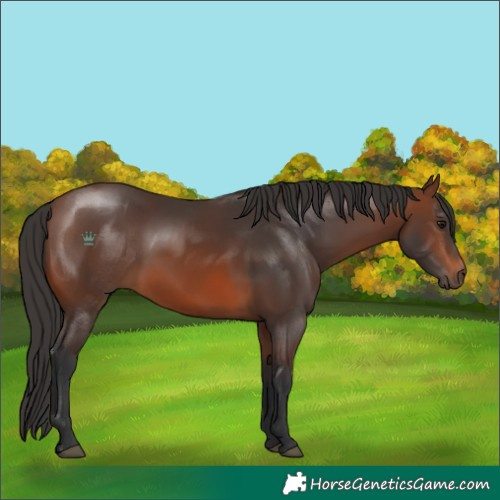 Horse Color:Brown 